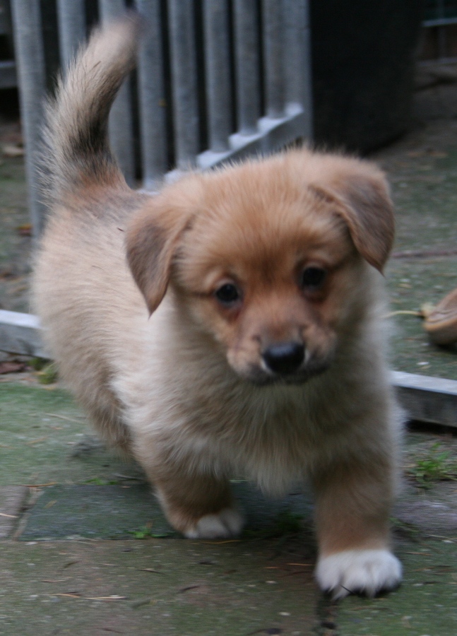 Puppies